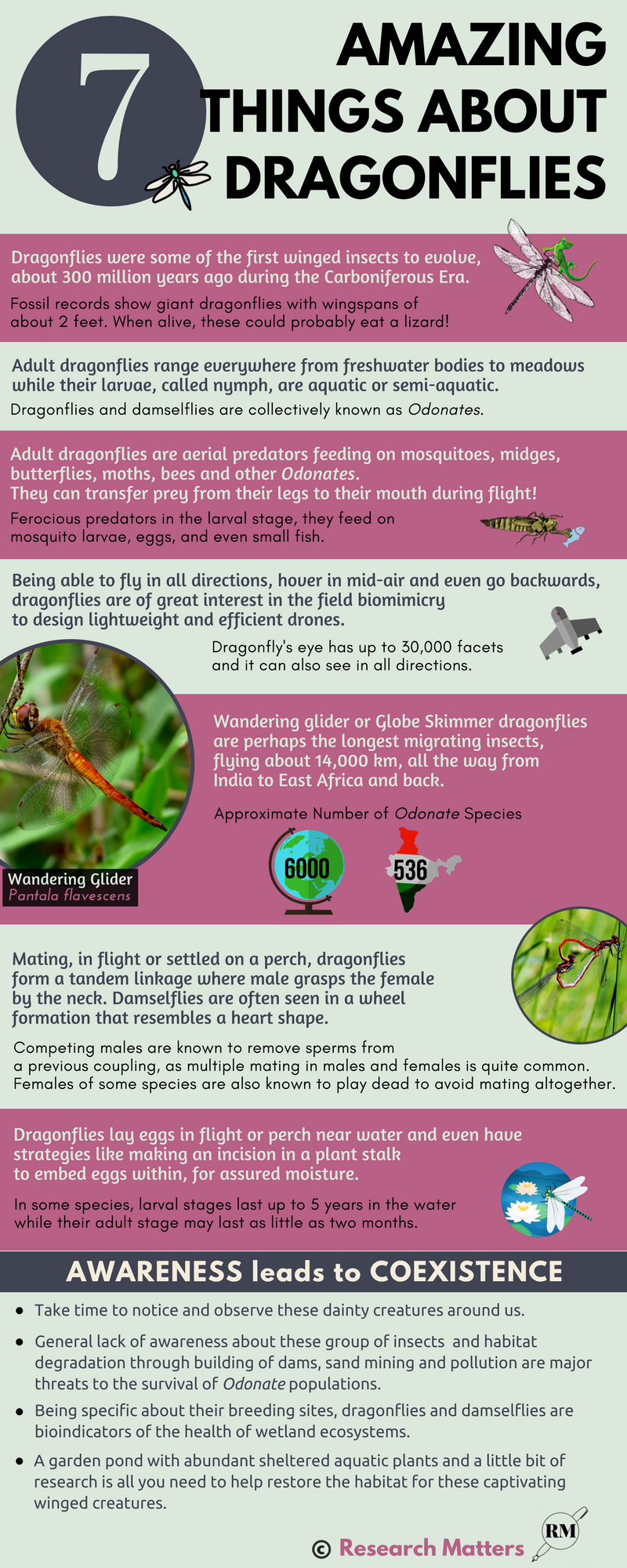 Dragonflies and Damselflies